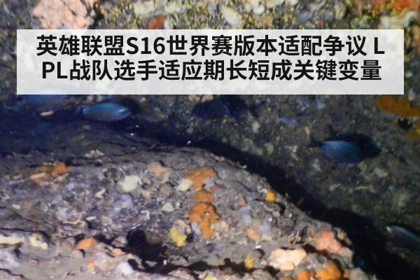 英雄联盟S16世界赛版本适配争议 LPL战队选手适应期长短成关键变量